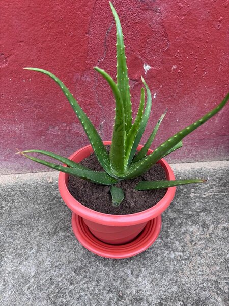 Plantes Aloe Vera en Pots