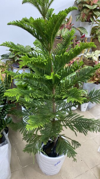 Комнатные растения