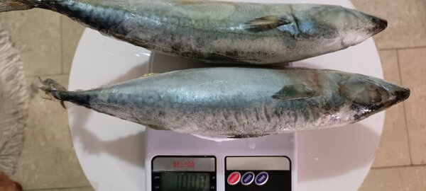 Maquereau frais délicieux 1kl