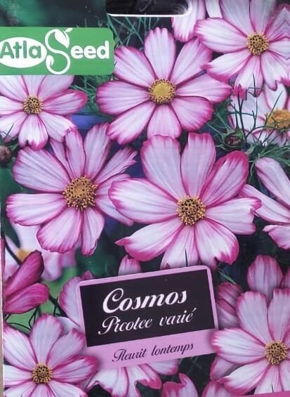 Semences de Fleurs Cosmos