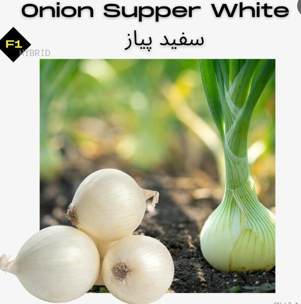 Onion Seeds (Supper White), F1 Hybrid