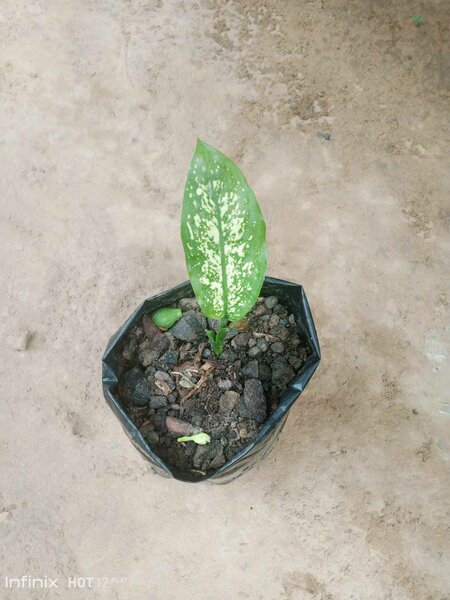 plantes vertes d'intérieur