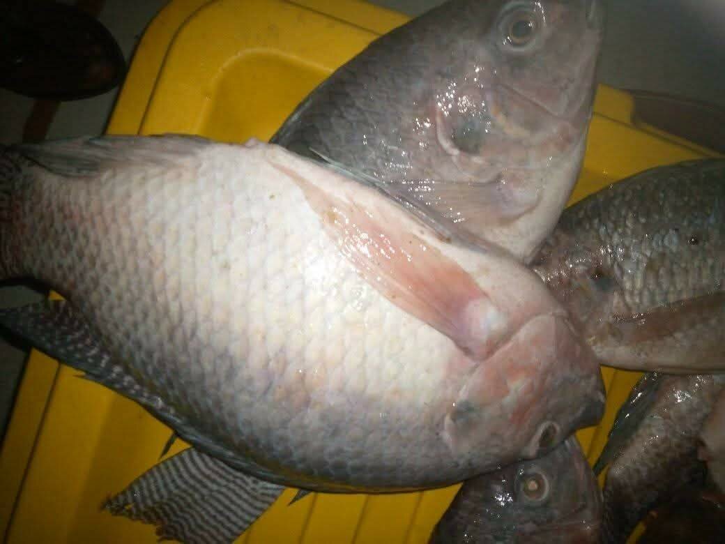 Poisson sosso 1kg 3500