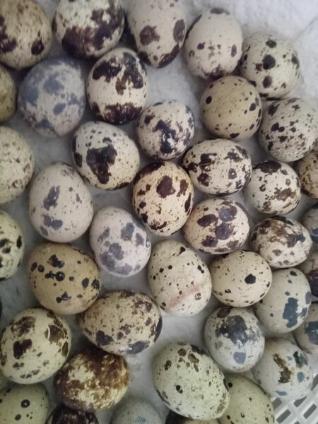 Quail Eggs