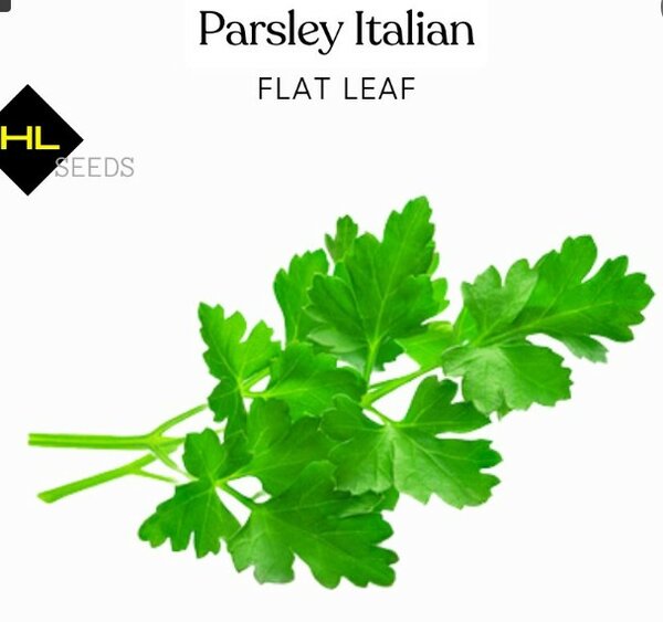 Parsley Italian ( Flat Leaf )