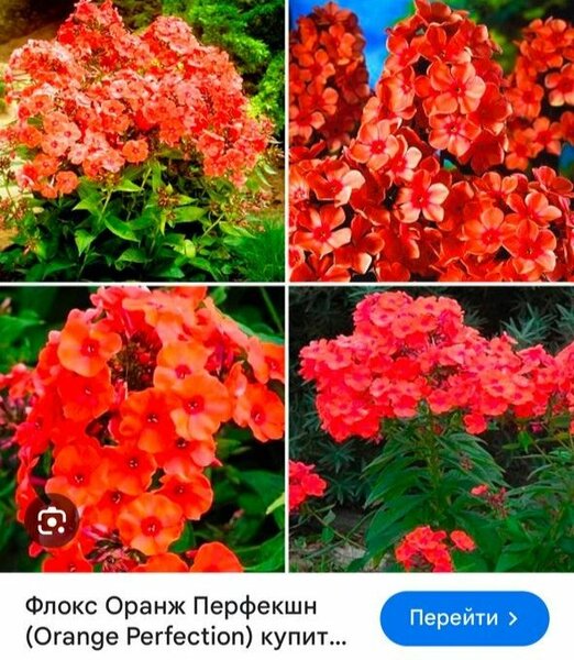 Флоксы метельчатые