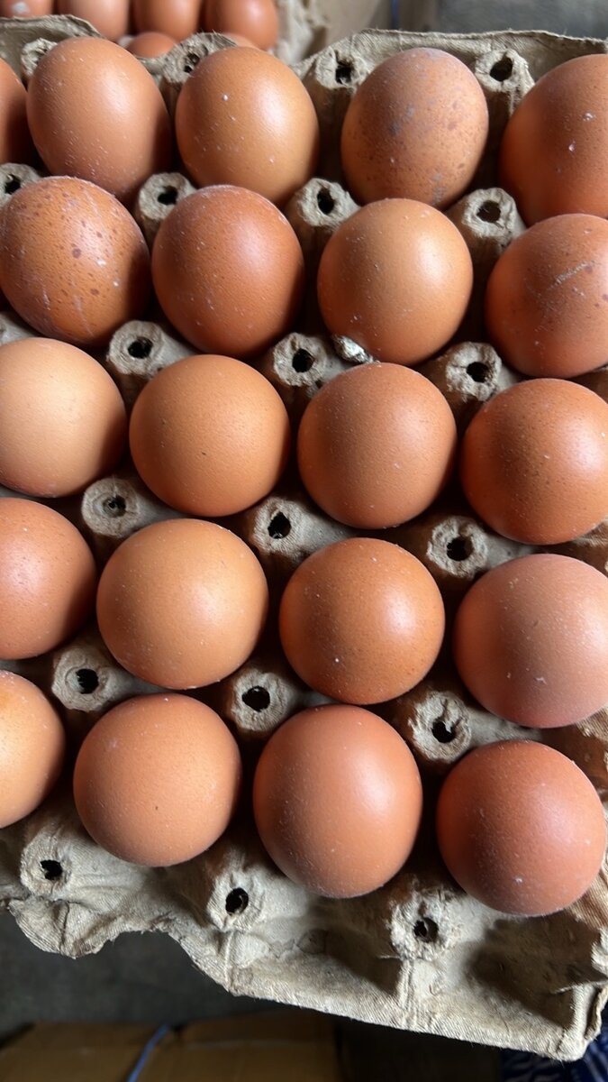 Œufs frais de ferme