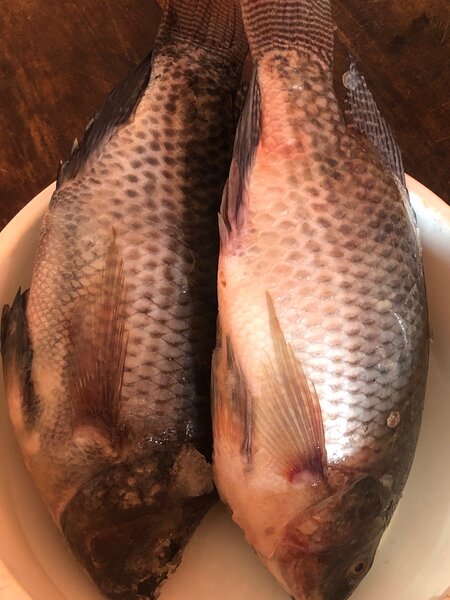 Tilapia Fraîche de Qualité