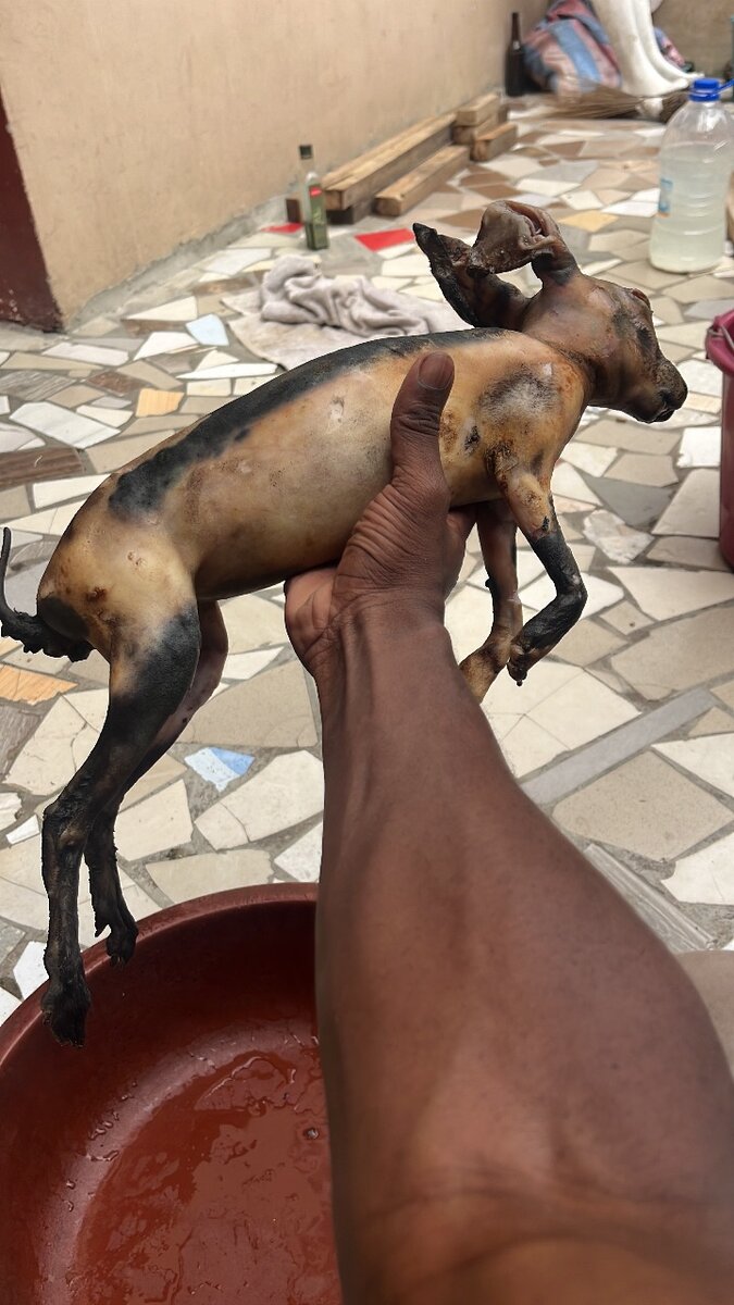 Lapin frais préparé pour cuisson