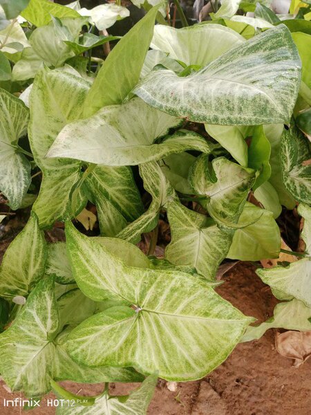 plantes vertes d'intérieur