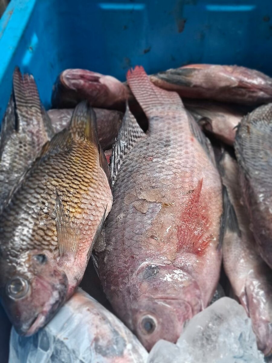 Carpe et machoirons de kossou