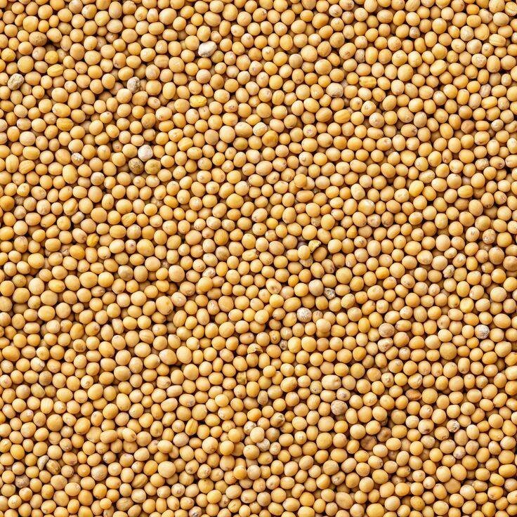 Grain de moutarde jaune et noi