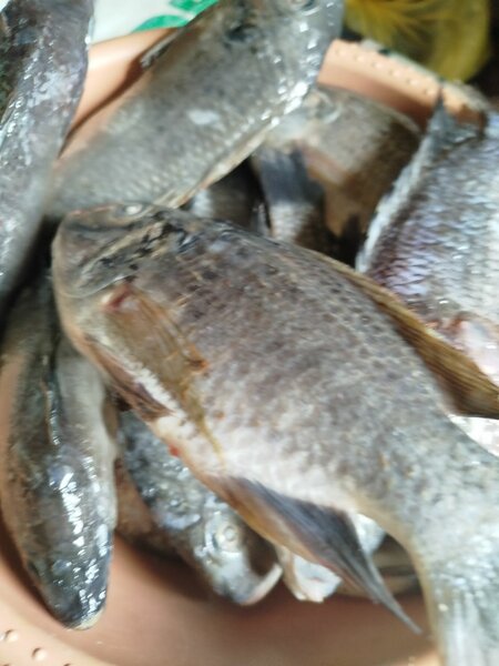 Poisson frais Tilapia
