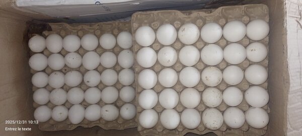 Œufs frais blanc et brun