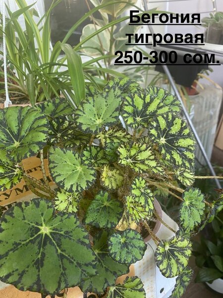 Комнатные цветы г Ош