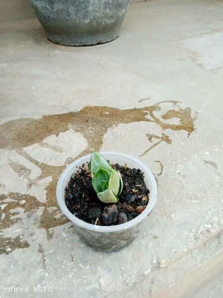 plantes vertes d'intérieur