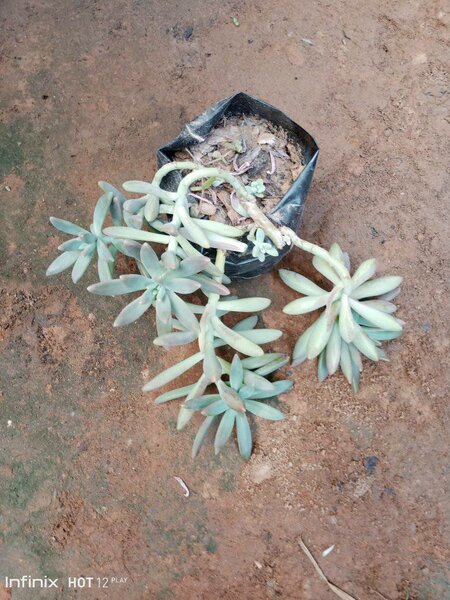 plantes vertes d'intérieur