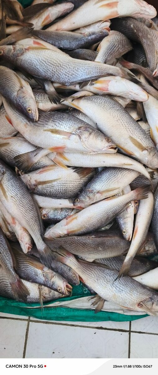 Poissons d'eau frais disponibles