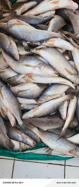 Poissons d'eau frais disponibles