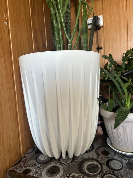 Педилантус