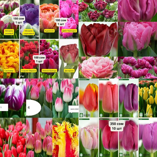 Тюльпаны,гиацинты, крокусы