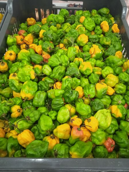 Piments sent bon 2 700 f / kg