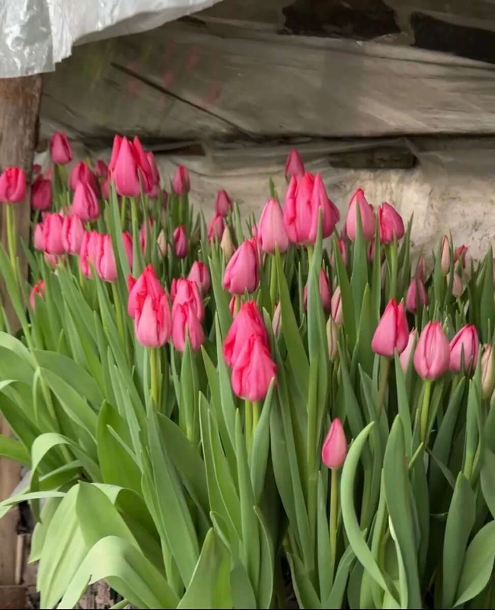 Тюльпаны Голандские (Желтый,Белый,Розовый)