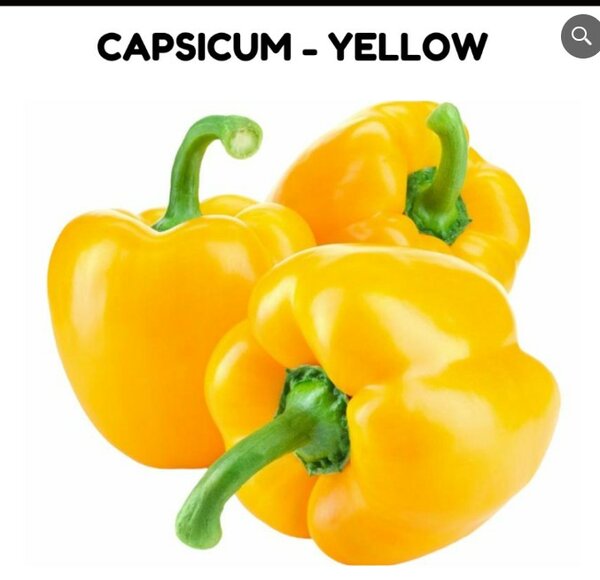 Capsicum Yellow Seeds شملہ مرچ پیلی