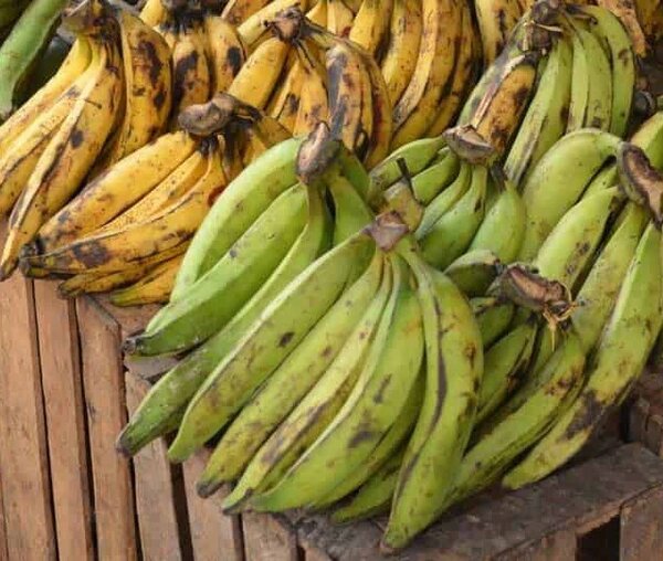 Banane plantain