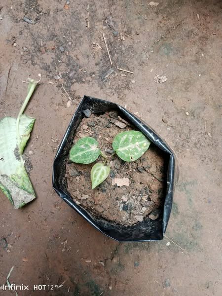 plantes vertes d'intérieur