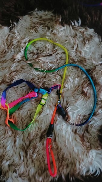 Harnais et laisse arc-en-ciel