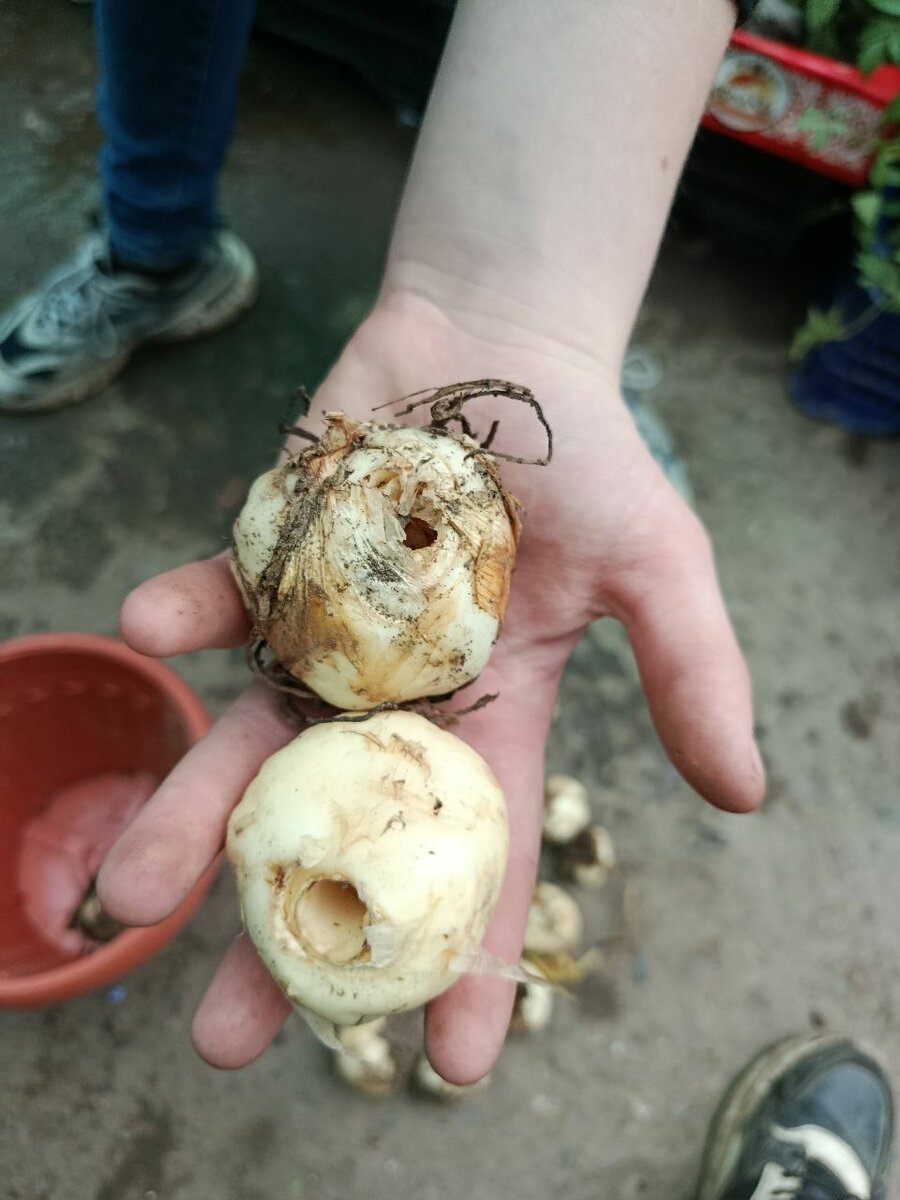 Императорский рябчик