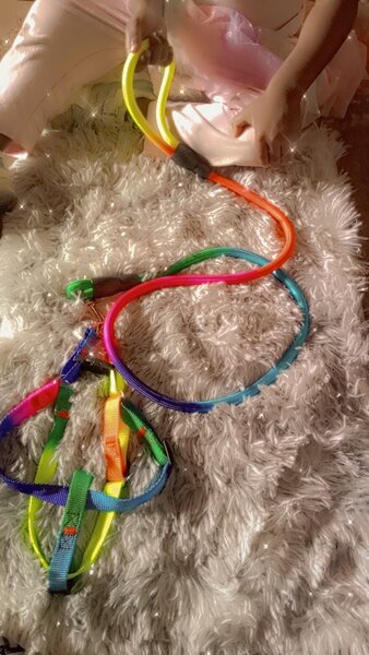 Ensemble de Colliers et Laisse Réfléchissants