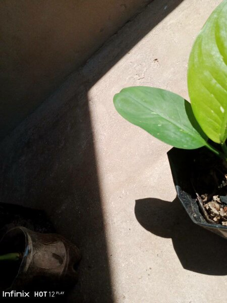 plantes vertes d'intérieur