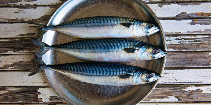 Mackerel