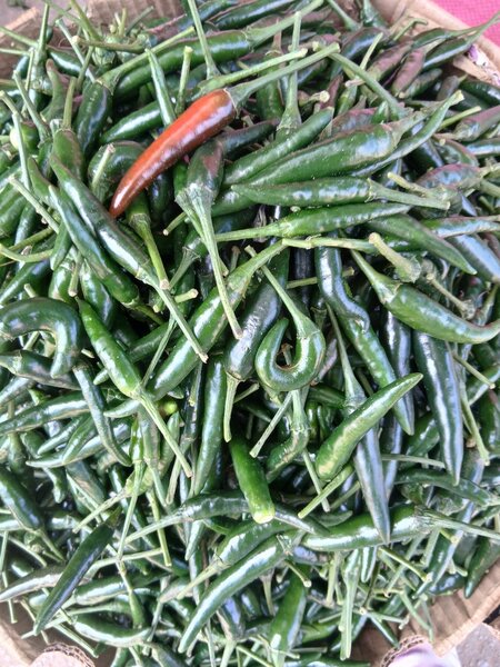 Piments Verts Frais Bio