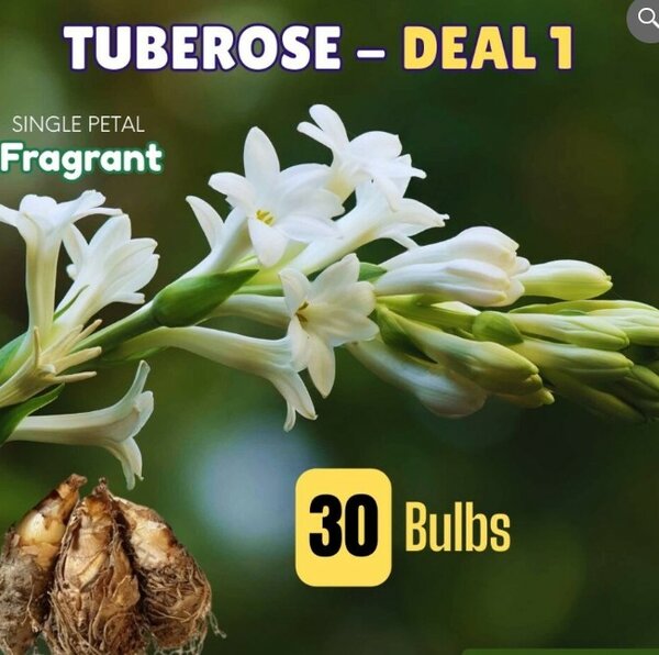 Tuberose Bulbs – DEAL 1 (30 Bulbs)