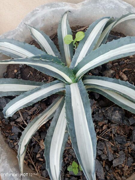 plantes vertes d'intérieur