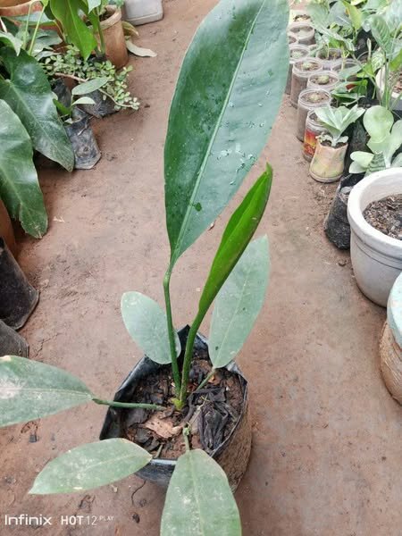 plantes vertes d'intérieur