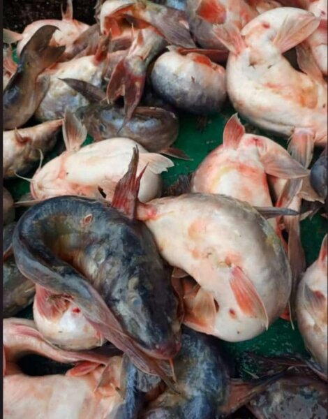 Machoirons d'eau douce