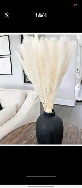 Pampas séchées décoratives