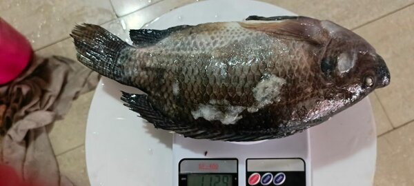 Tilapia fraîche