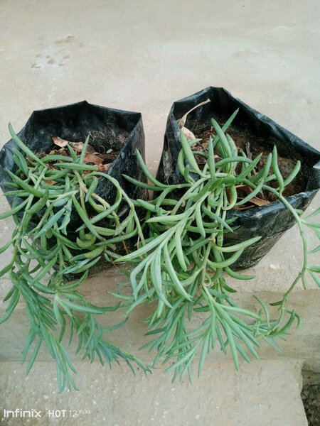 plantes vertes d'intérieur