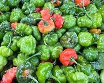 Piments Habanero Frais
