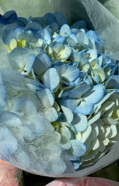  «Гортензии»