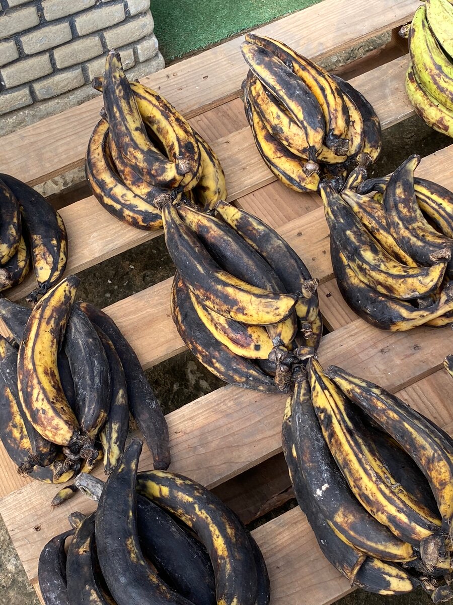 8 Bananes Plantain Bien Mûres