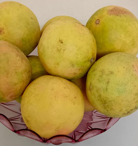 Pamplemousses frais juteux