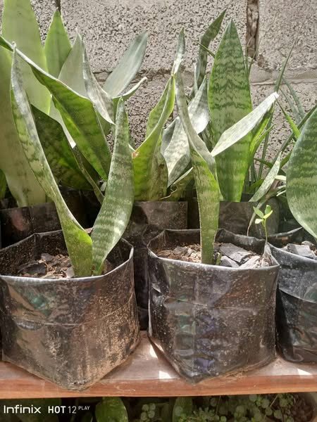 plantes vertes d'intérieur