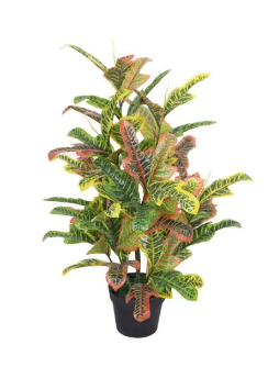 Imported Codiaeum Plant with black planter