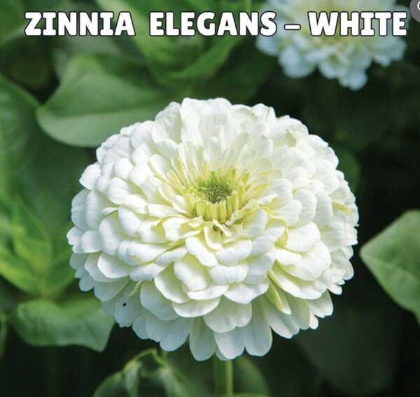 Zinnia Elegans Seeds- White (Summer)